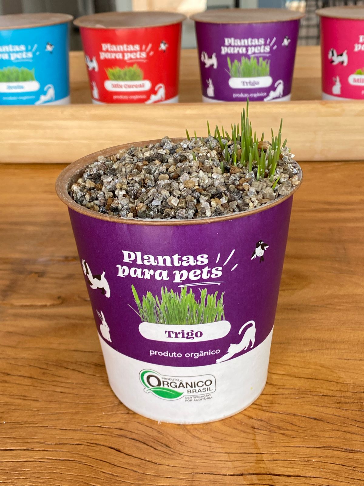 <span style = 'font-size:120%; font-weight: bold;'>Plantas para Pets - Veiling Holambra</span><br>O “Pote de Plantas para Pets” foi desenvolvido como uma solução ´ecológica´, funcional e com apelo educativo. Feito com ...
